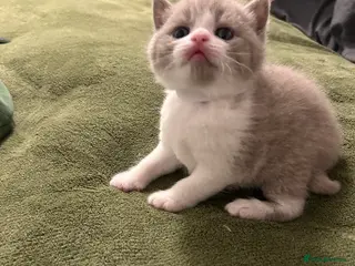 British Shorthair cats BSH Litter of 4 kittens 💙🧡💛💜 - Advert 5