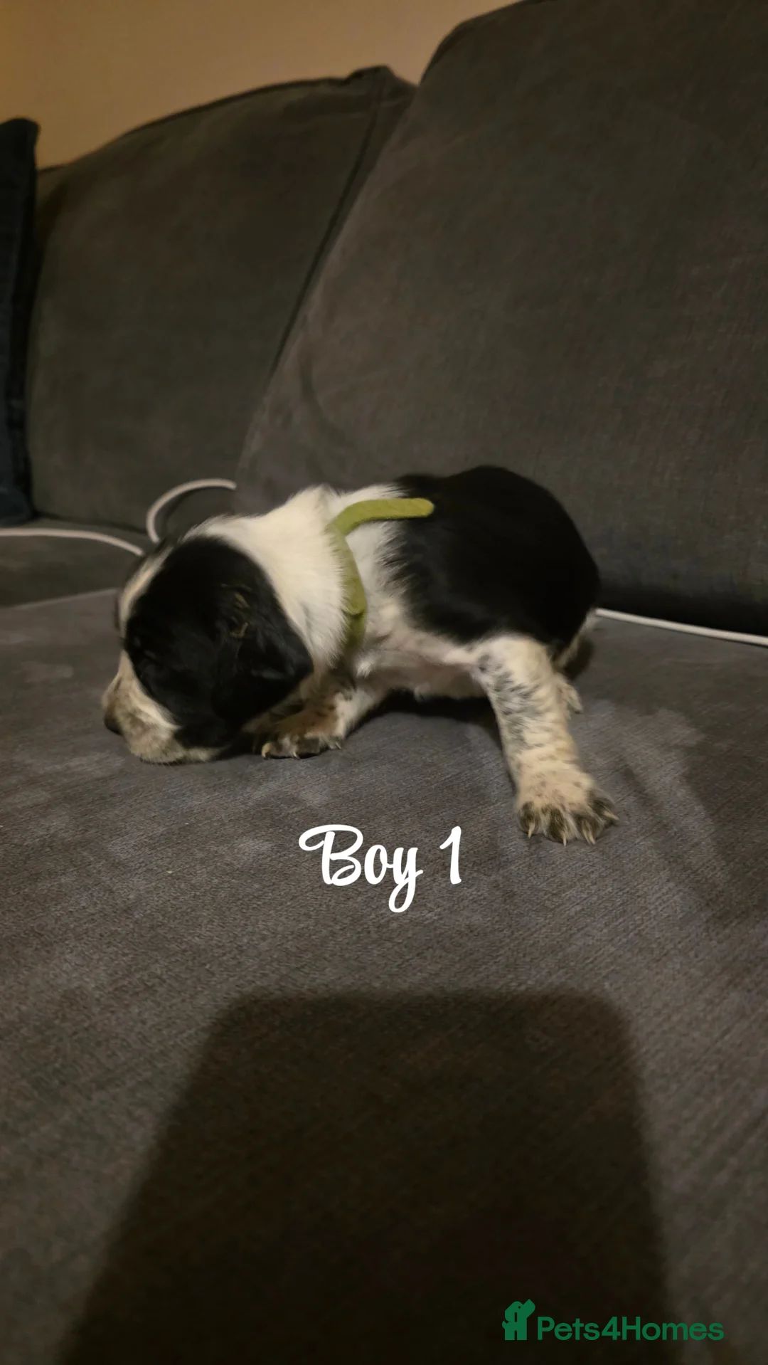 Mixed Breed dogs for sale: Beautiful Cocker x Collie pups - Advert 9