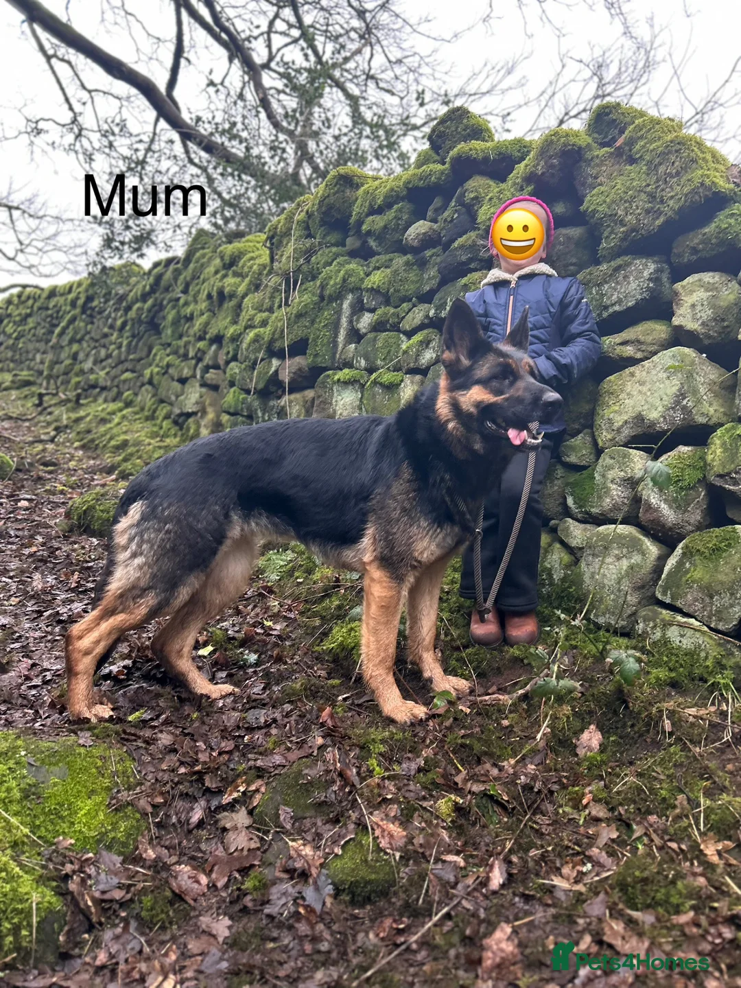 German Shepherd dogs for sale: Gorgeous purebred German shepherd puppies - Advert 8