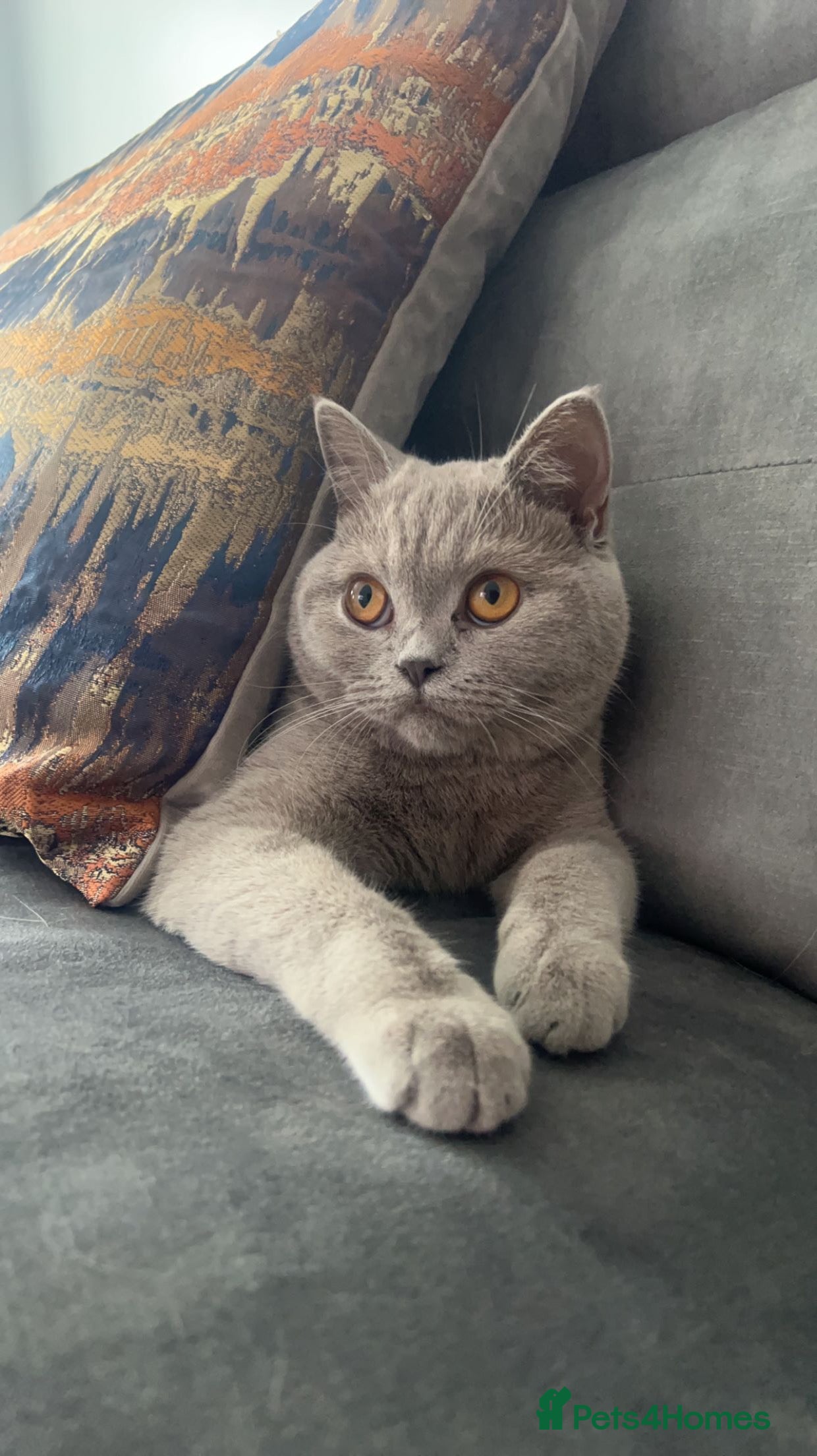 British Shorthair cats Female British Shorthair - Advert 5