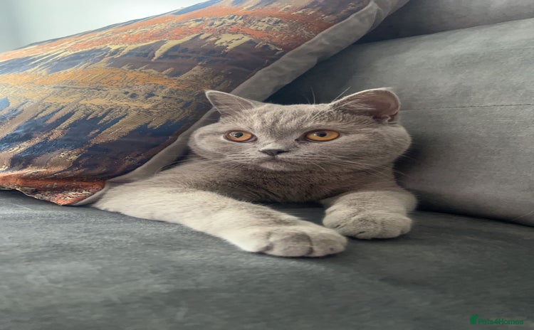 British Shorthair cats - Advert 1