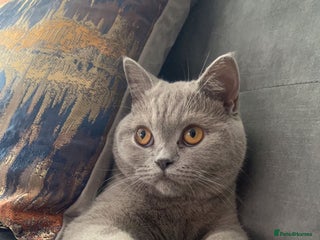 British Shorthair cats - Advert 25