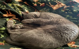 Scottish Fold cats for sale: Kittens for sale - Image 7