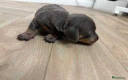 Dachshund dogs for sale: Dachshunds puppies  - Image 22