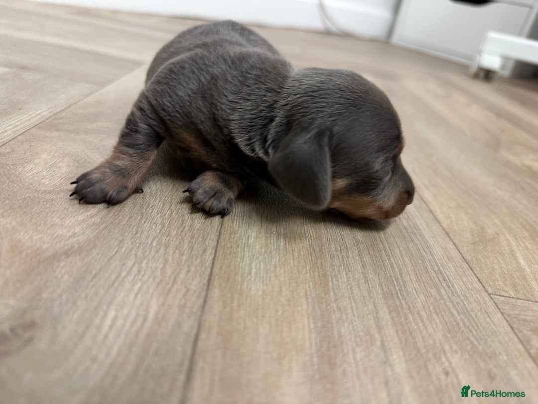 Dachshund dogs for sale: Dachshunds puppies  - Image 22