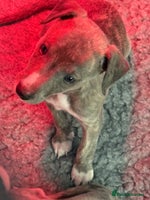 Whippet dogs - Advert 8