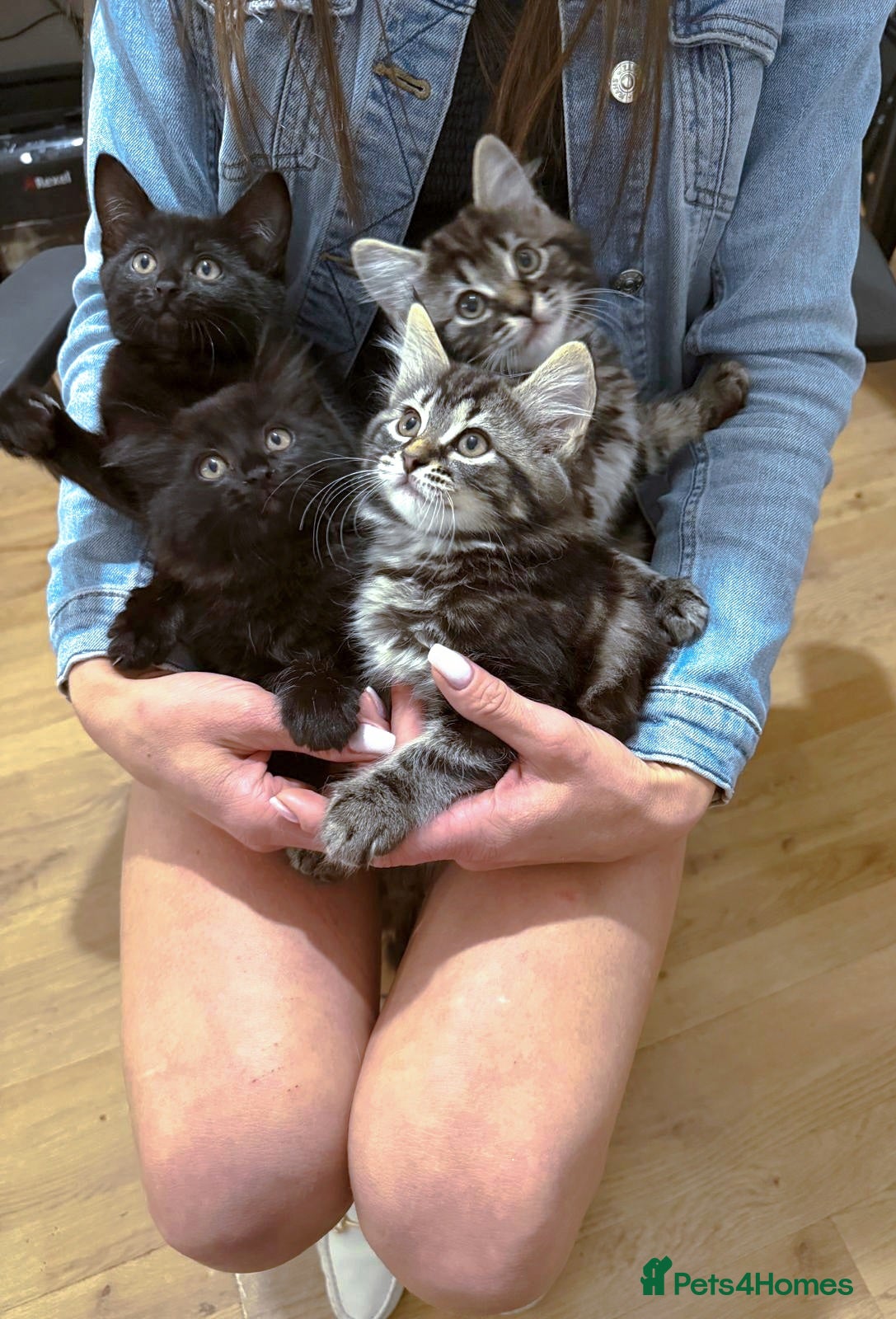 Mixed Breed cats Adorable Ragdoll Kittens Mix - Advert 10