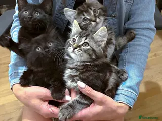Mixed Breed cats Adorable Ragdoll Kittens Mix - Advert 12
