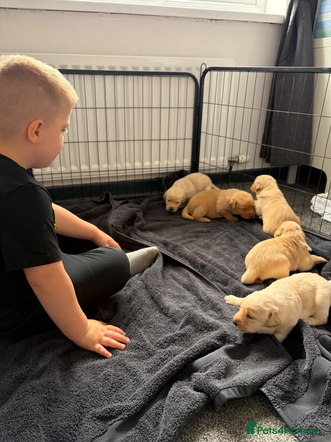 Labrador Retriever dogs for sale: 5 chunky yellow  Labradors  - Advert 2