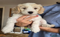 Cockapoo dogs for sale: F1b cockapoo - Image 5