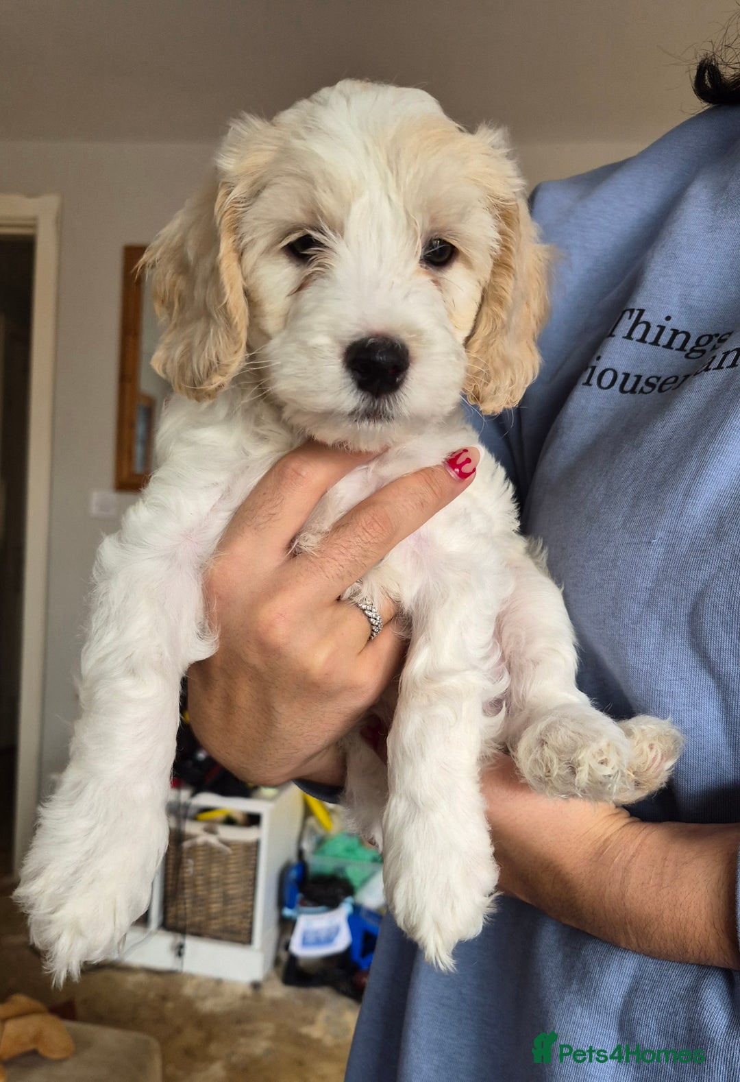 Cockapoo dogs for sale: F1b cockapoo - Image 5