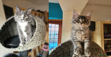 Maine Coon cats - Advert 1