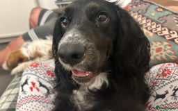 Cocker Spaniel dogs for sale: Cocker Spaniel for sale  - Image 4