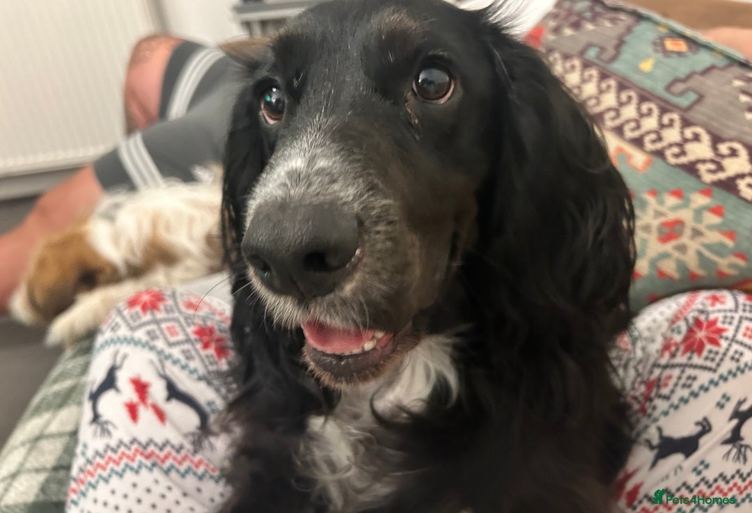 Cocker Spaniel dogs for sale: Cocker Spaniel for sale  - Image 4