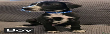 Mixed Breed dark blue