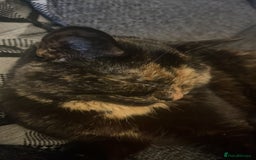 British Shorthair cats for sale: my lovely cat needs a rehome - Image 3