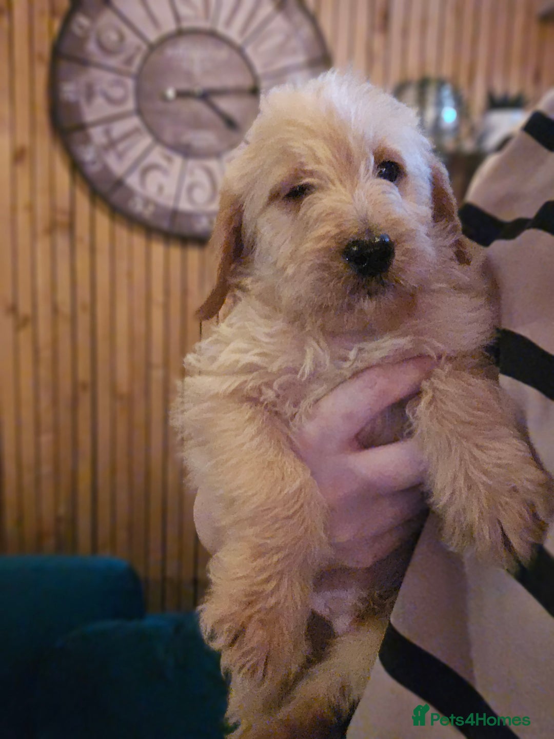 Labradoodle dogs for sale: Ready to go! gorgeous Teddy-Labradoodles - Advert 31