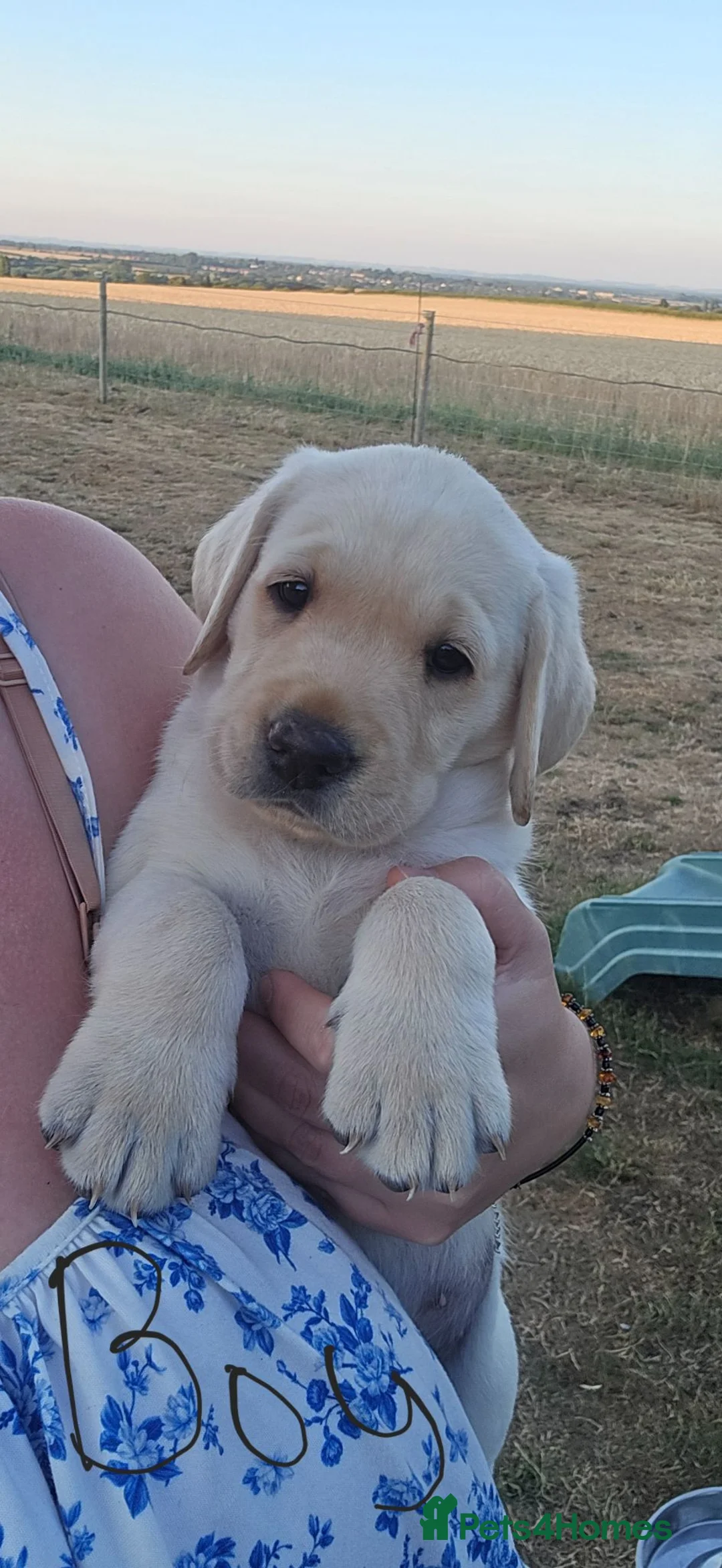 Labrador Retriever dogs for sale: White/golden Labrador Retriever Puppies - Advert 1
