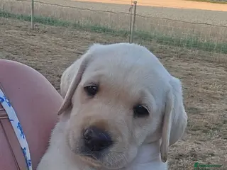 Labrador Retriever dogs White/golden Labrador Retriever Puppies - Advert 1