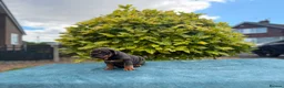 English Bulldog dogs for sale: Ready to leave ENGLISH BULLDOG PUPPIES  - Advert 4