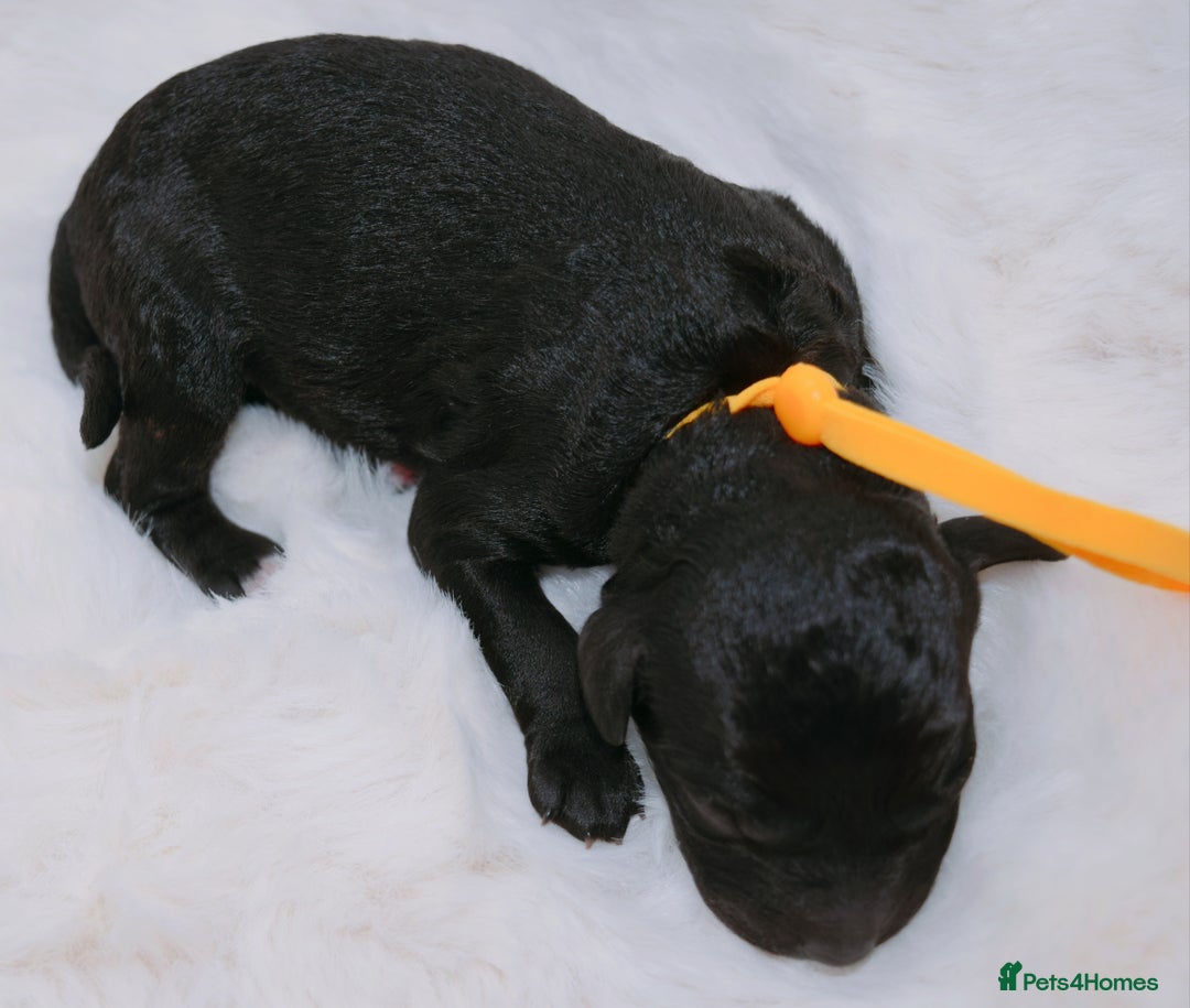 Cavapoo dogs for sale: Extensively health tested F1b curly Cavapoos  - Image 16