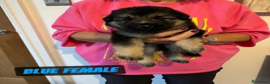 Blue female