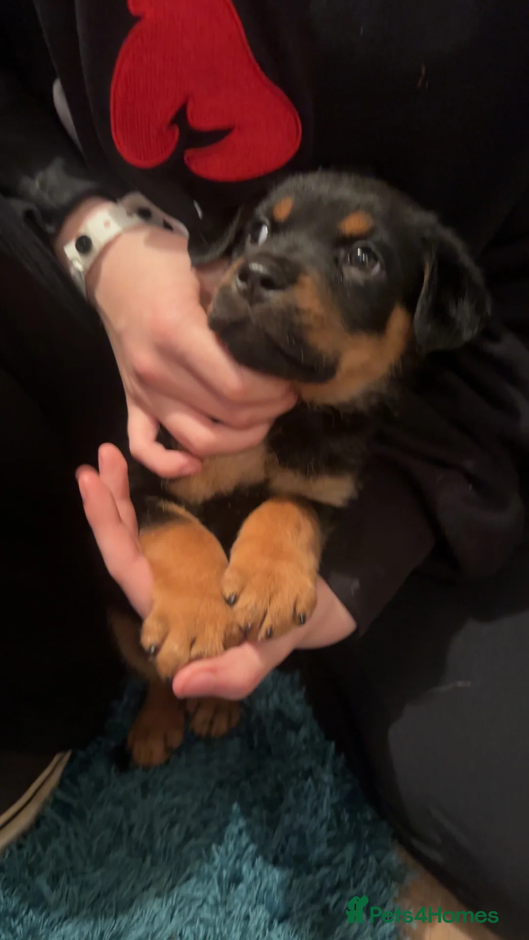 Mixed Breed dogs for sale: Rottweiler X dachshund mix - Advert 8