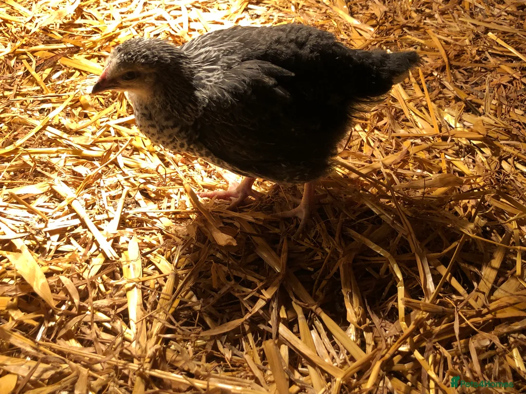 Chickens poultry for sale: Happy healthy pullets - Advert 15