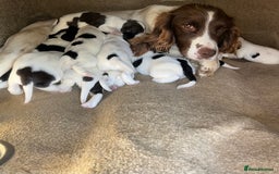 English Springer Spaniel dogs for sale: 10 stunning spaniel puppies for sale  - Image 1