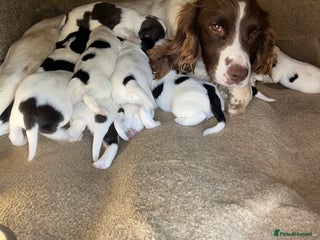 English Springer Spaniel dogs - Advert 1