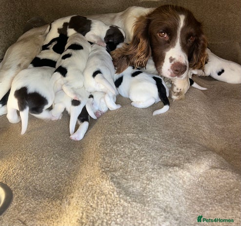 English Springer Spaniel dogs - Advert 1