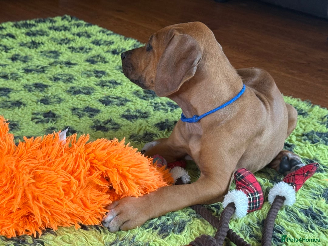 Rhodesian Ridgeback dogs for sale: Beautiful puppies from Health Tested Parents in Worksop - Image 30