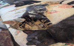 Bombay cats for sale: Different prices Bombay X long hair  - Image 24