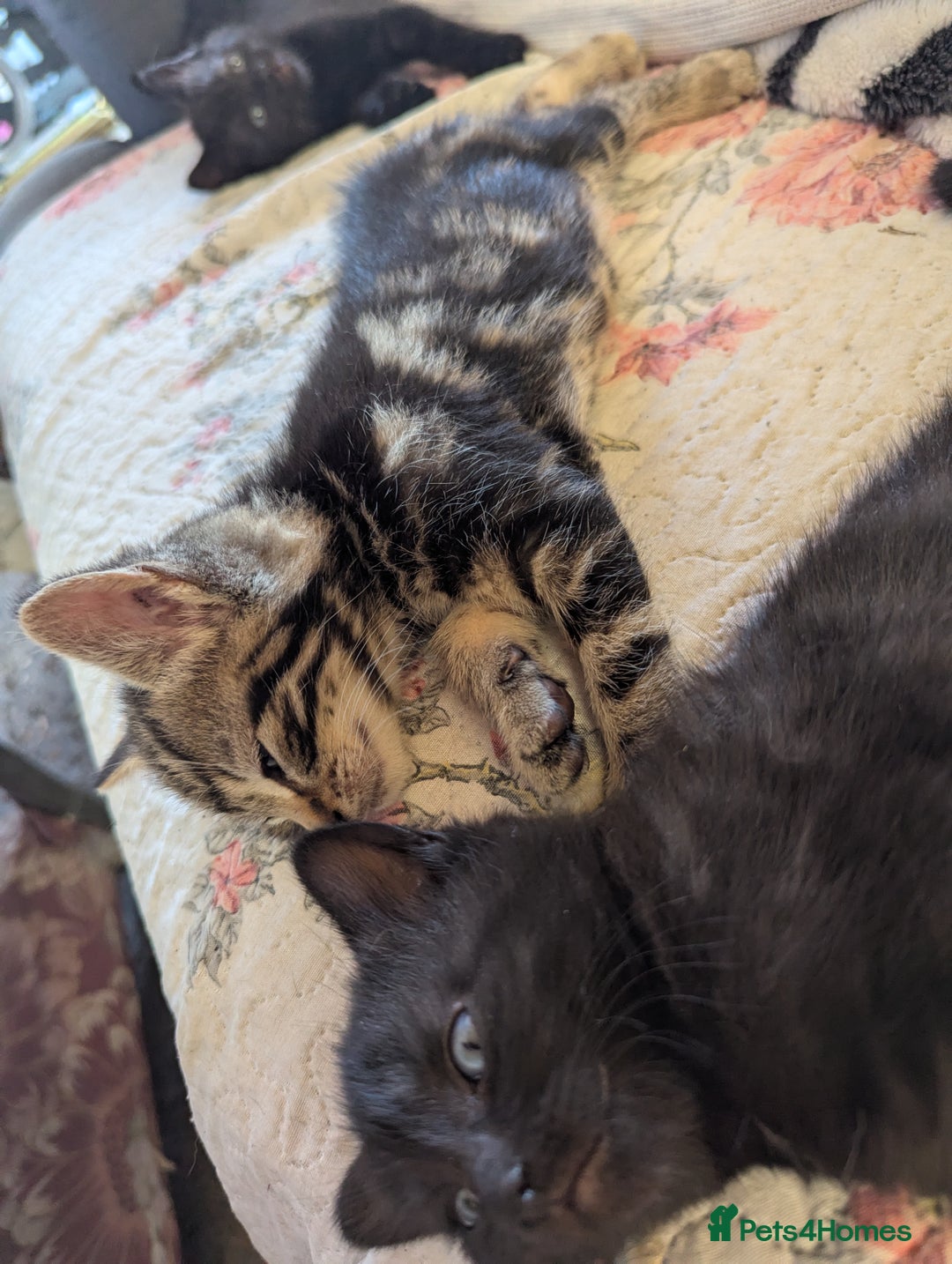 Bombay cats for sale: Different prices Bombay X long hair  - Image 24