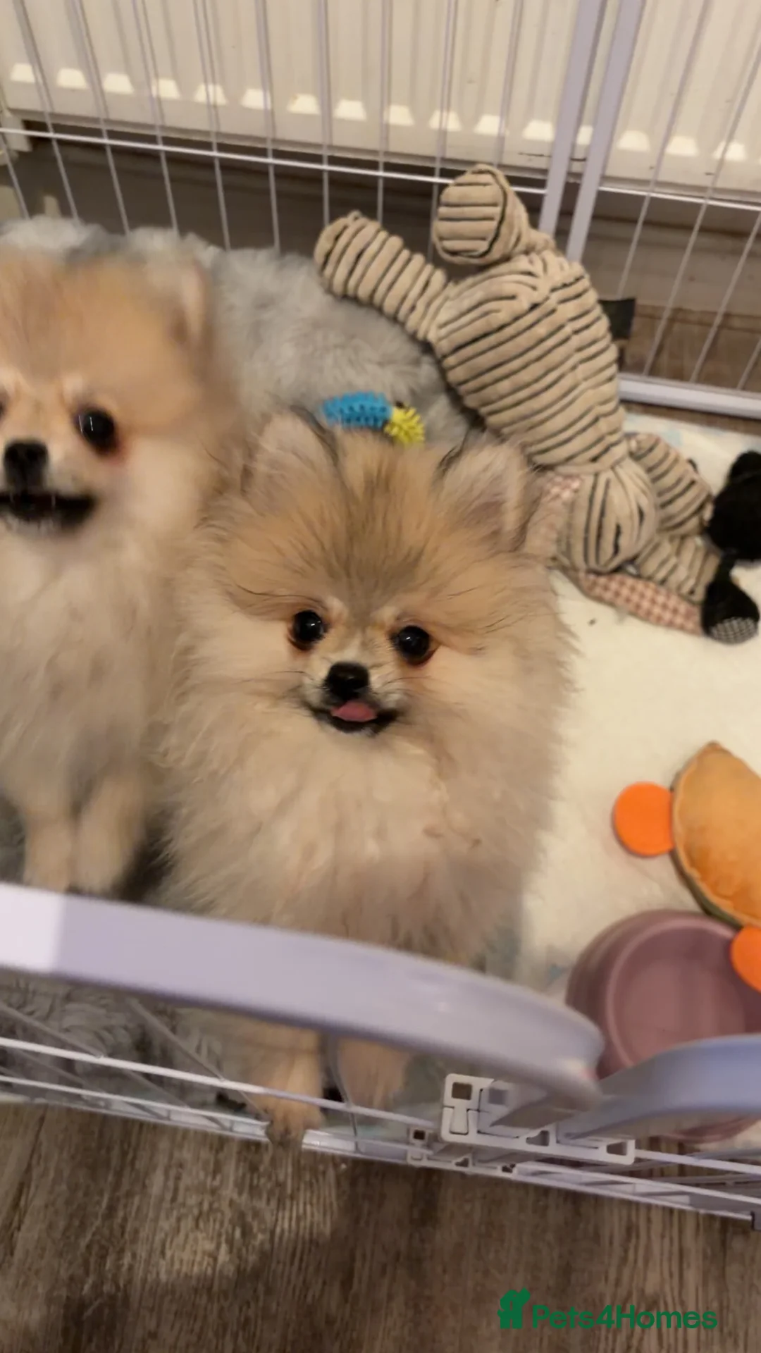 Pomeranian dogs for sale: Tiny 20 week old boy Pomeranian  - Advert 1