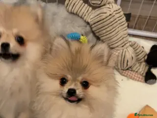 Pomeranian dogs Tiny 20 week old boy Pomeranian - Advert 3