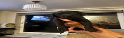 Labrador Retriever dogs for sale: KC registered Labrador puppies in Pontypool - Advert 7