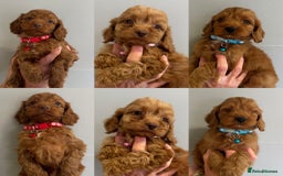 Cockapoo dogs for sale: Stunning Fox Red f1 cockapoo puppies  - Image 1