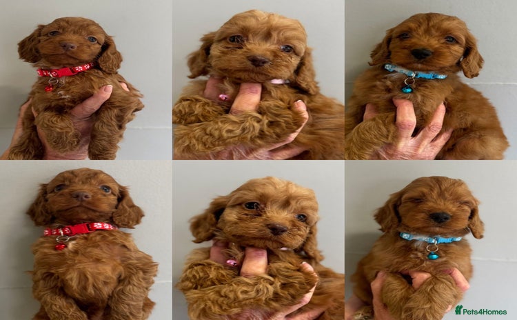 Cockapoo dogs - Advert 16