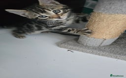 Bengal cats for sale:  Bengal with long haired blk & white kittens - Image 32