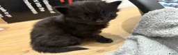 British Shorthair cats for sale: 1 beautiful kitten left - Advert 8