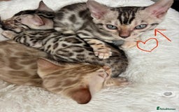 Bengal cats for sale: Female Bengal kitten available now - Image 16