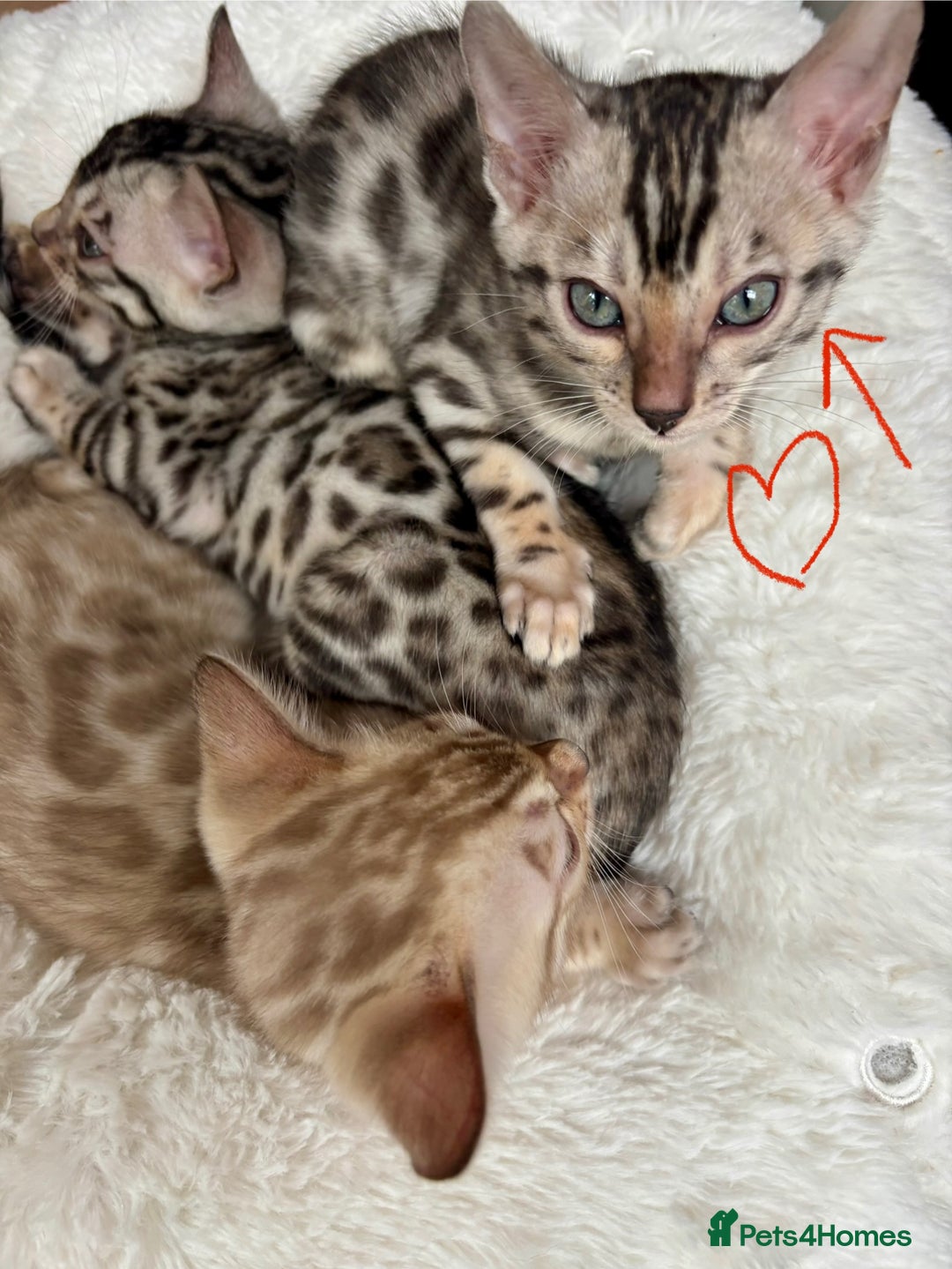 Bengal cats for sale: Female Bengal kitten available now - Image 16