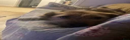 Mixed Breed cats for sale: Wonderful girl Willow - Advert 4