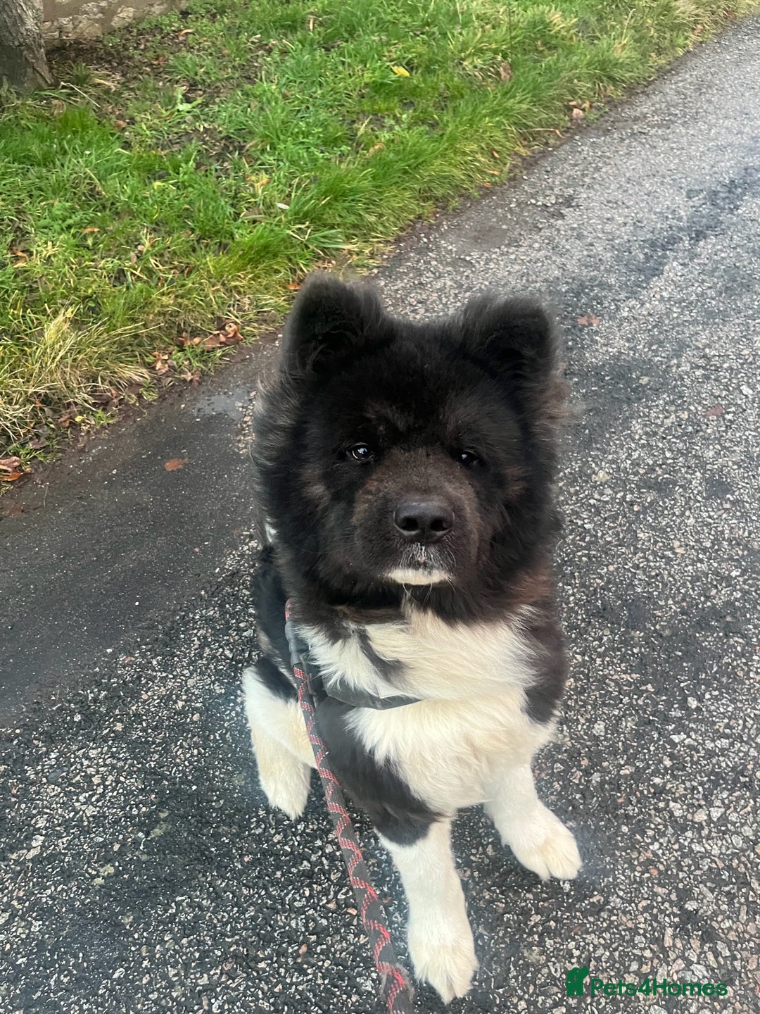 Akita dogs for sale: Beautiful pedigree Long Coat Akita  - Advert 2