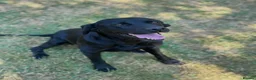 Labrador Retriever dogs for sale: 4 gorgeous working labradors for sale  in Saltash - Advert 6