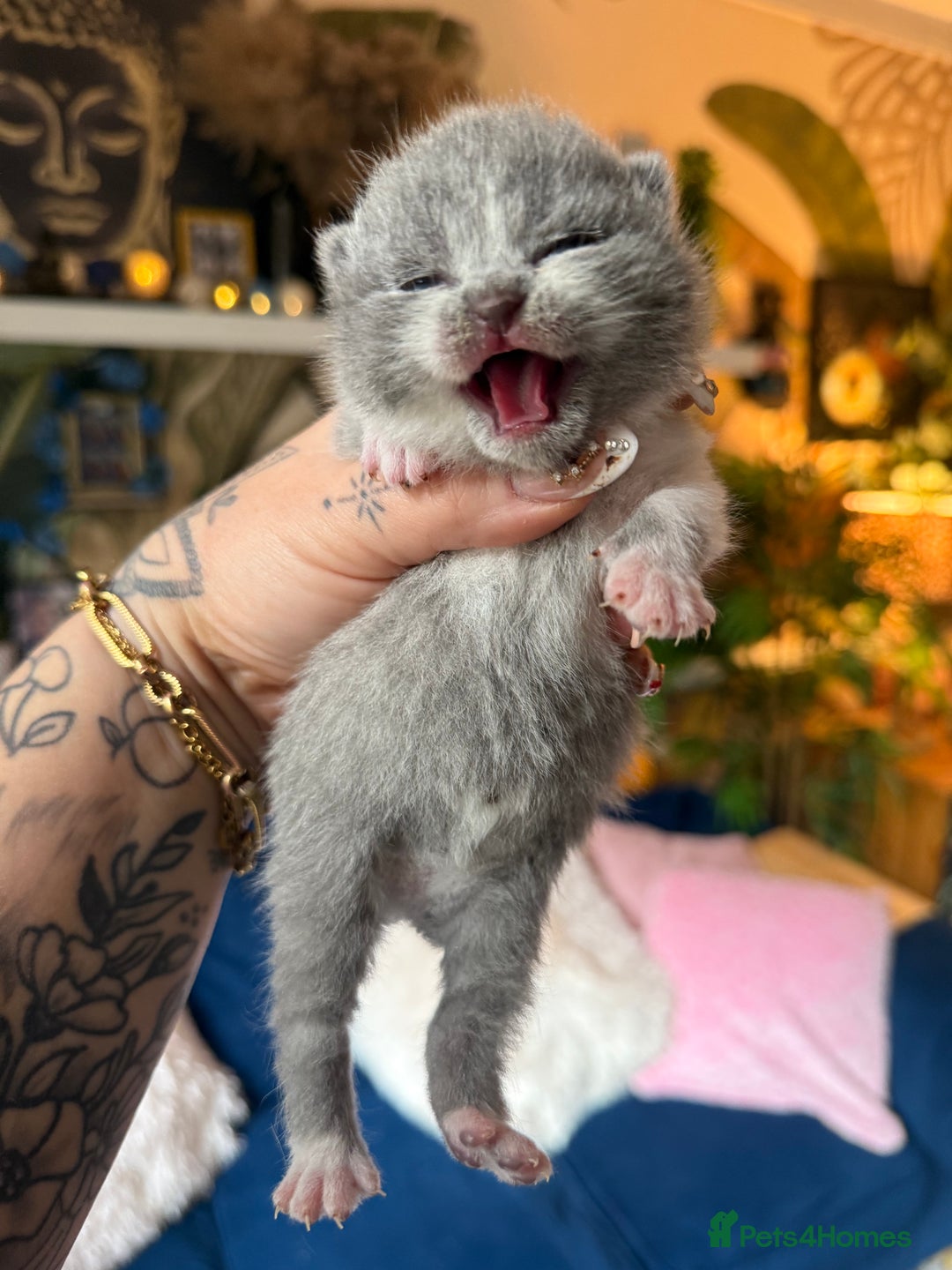 British Shorthair cats for sale: Outstanding kittens 😻 Champion line🥇🏆😻 - Image 37