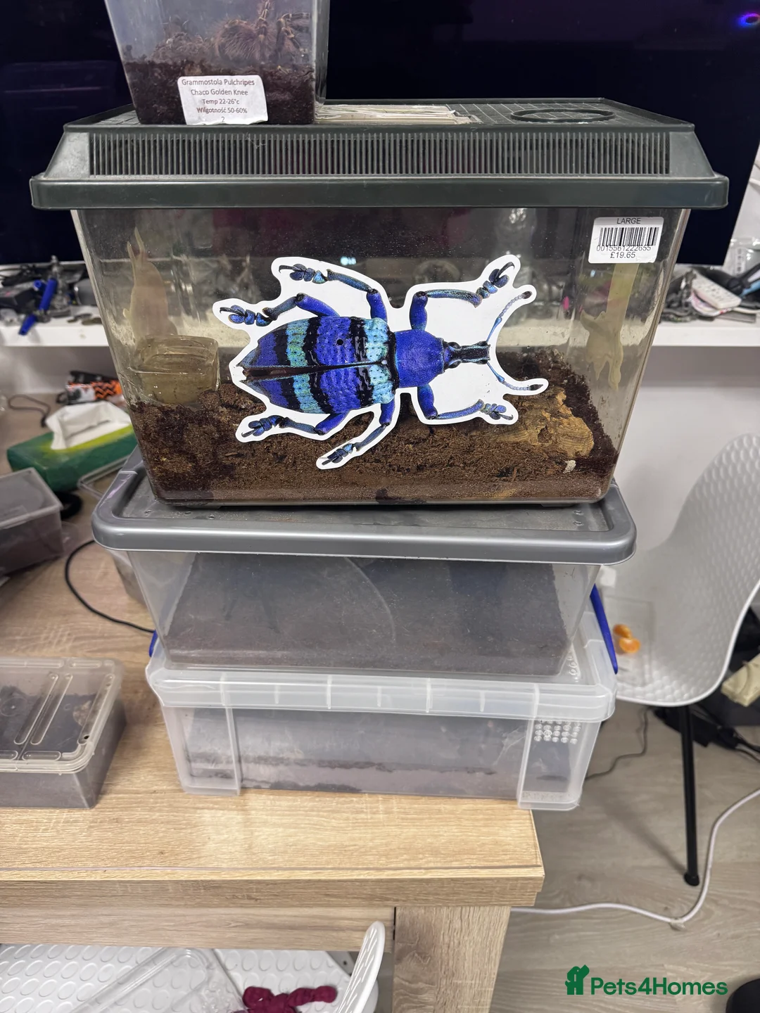 Tarantulas invertebrates for sale: 15 Tarantulas  adult/subadult - Advert 13