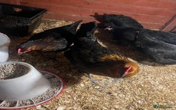 Chickens poultry for sale: Point of laying hen in Eltham read  advert thanks  - Image 1