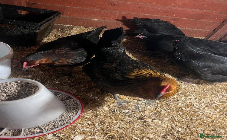 Chickens poultry - Advert 3
